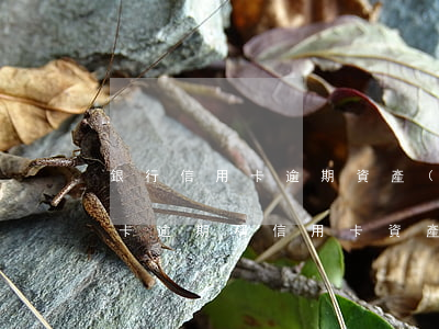 銀行信用卡逾期資產(chǎn)保全(信用卡逾期,稱信用卡資產(chǎn)保全的人聯(lián)系你)