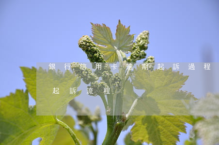 銀行信用卡逾期起訴過程 銀行對信用卡逾期起訴流程