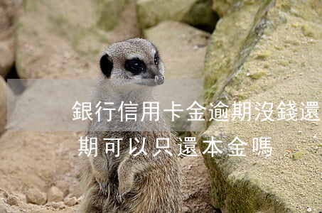 銀行信用卡金逾期沒錢還怎么辦(欠信用卡逾期可以只還本金嗎)