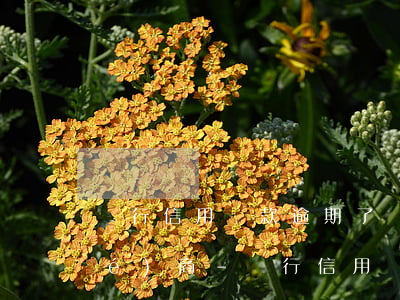 銀行信用貸款逾期了無力償還怎么協(xié)商-銀行信用貸款逾期了沒能力償還怎么辦