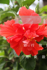 銀行信用貸款逾期還不了會怎么樣-銀行信用貸款逾期還不了會怎么樣嗎