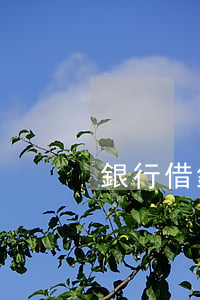 銀行借錢逾期利息怎么算（向銀行借錢逾期）