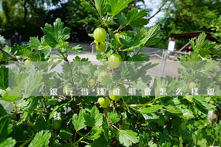 銀行借錢逾期會怎么樣（銀行借錢逾期會怎么樣）