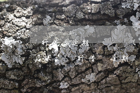 銀行借錢逾期沒還將產(chǎn)生什么后果-銀行借錢逾期沒還將產(chǎn)生什么后果呢