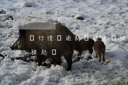 銀行借錢逾期遲遲未還被起訴(銀行欠款逾期被起訴)