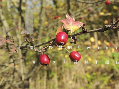 銀行停封網(wǎng)貸逾期客戶(網(wǎng)貸封了銀行卡)