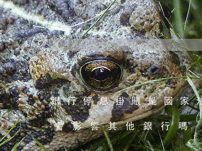 銀行停息掛賬是國家法律(一家銀行停息掛賬會影響其他銀行嗎?)