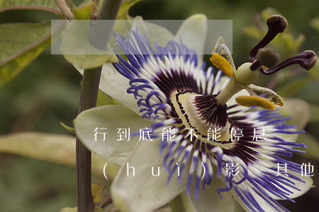 銀行到底能不能停息掛賬(一家銀行停息掛賬會(huì)影響其他銀行嗎?)