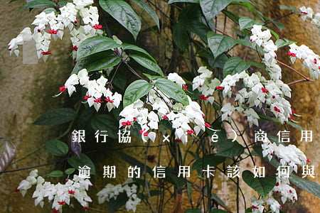 銀行協(xié)商信用卡逾期費退款(已經逾期的信用卡,該如何與銀行協(xié)商暫緩還款)