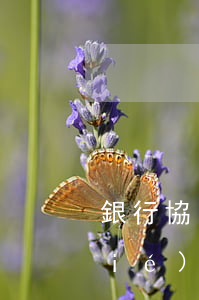 銀行協(xié)商分期信用卡(銀行協(xié)商分期還款)