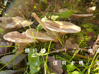 銀行協(xié)商還款后還能申請(qǐng)信用卡嗎-銀行協(xié)商還款后還能申請(qǐng)信用卡嗎知乎