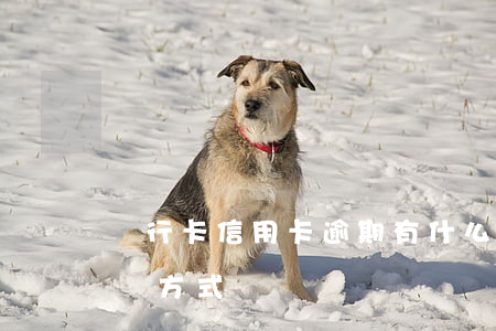 銀行卡信用卡逾期有什么辦（信用卡逾期的正確方式）