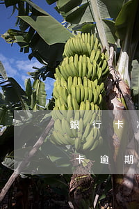 銀行卡凍結(jié)導(dǎo)致信用卡逾期（信用卡逾期所以銀行卡會凍結(jié)嗎）