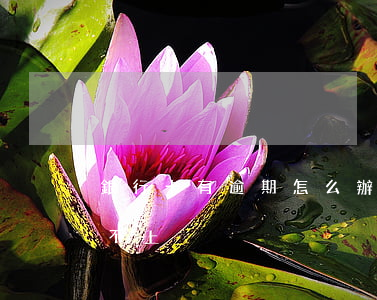 銀行卡有逾期怎么辦(銀行卡有逾期怎么辦,還不上)