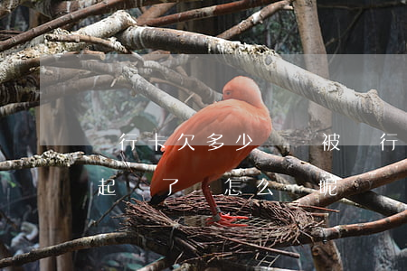 銀行卡欠多少錢會被銀行起訴(欠銀行錢銀行起訴了會怎么樣呢)
