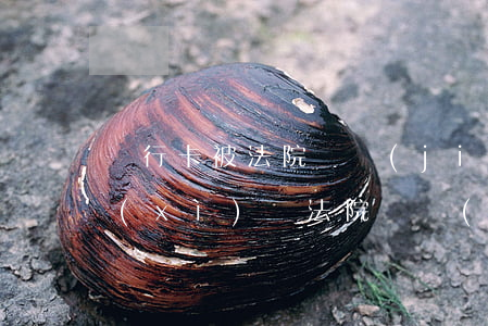 銀行卡被法院凍結(jié)后可以查明細(xì)嗎(法院凍結(jié)銀行卡原因怎么查)