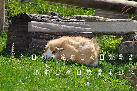 銀行卡逾期協商還款需要什么資料-銀行卡逾期協商還款需要什么資料和手續