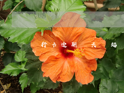 銀行卡逾期幾天會起訴