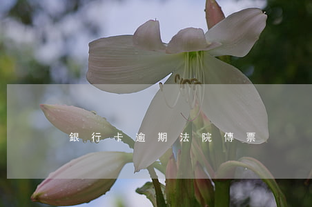 銀行卡逾期法院傳票