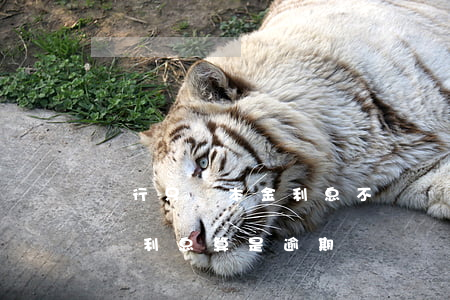 銀行只還本金利息不還(銀行貸款只還本金不還利息算是逾期嗎)