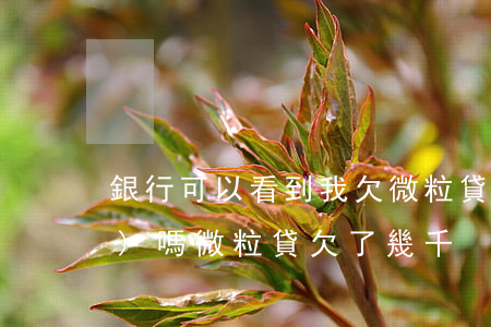 銀行可以看到我欠微粒貸多少錢(qián)嗎(微粒貸欠了幾千)