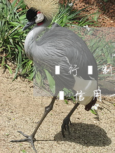 銀行強制辦信用卡違反什么法律-銀行強制辦信用卡違反什么法律法規(guī)