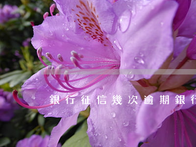 銀行征信幾次逾期(銀行逾期幾次上征信)