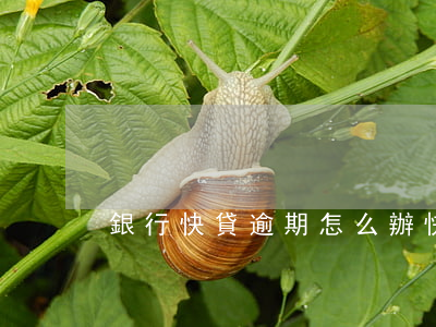 銀行快貸逾期怎么辦(快貸逾期怎么處理)
