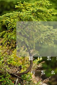 銀行怎么申請(qǐng)免息分期還款（銀行怎么申請(qǐng)免息分期）