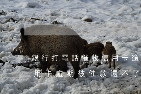 銀行打電話催收信用卡逾期還不上怎么辦（信用卡逾期被催款還不了）