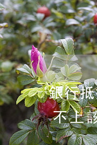 銀行抵押貸款逾期不還(銀行抵押貸款到期還不上該如何處理)