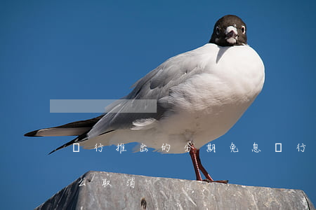 銀行推出的分期免息(銀行推出的分期免息怎么取消)