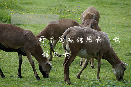 銀行有逾期信用卡還能辦嗎(有逾期還能不能辦信用卡)