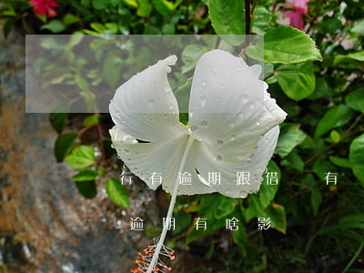 銀行有逾期跟借唄有關(guān)系嗎(借唄逾期有啥影響嗎)