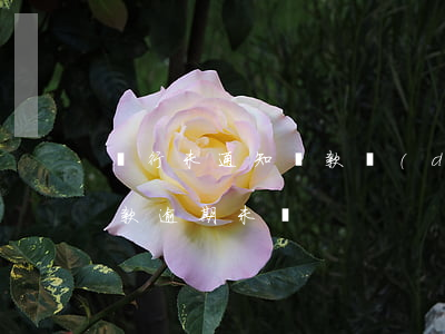 銀行未通知還款導(dǎo)致逾期(銀行貸款逾期未還)