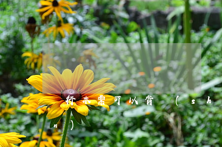 銀行本票可以背書(shū)轉(zhuǎn)讓嗎