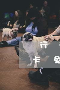銀行減免分期申請(qǐng)書范文（信用卡減免分期申請(qǐng)）