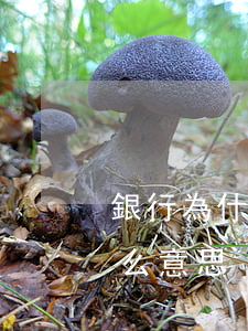 銀行為什么不給停息掛賬(銀行停息掛賬是什么意思)