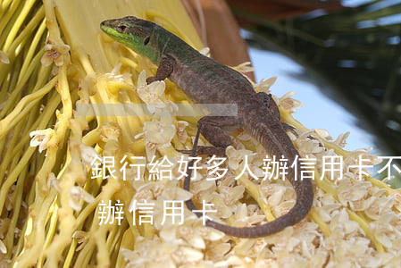 銀行給好多人辦信用卡不還(為什么銀行要人辦信用卡)