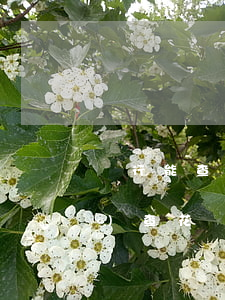 銀行能查詢花唄逾期嗎(銀行貸款會(huì)查花唄記錄嗎)