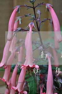 銀行貸款20萬逾期6年(從銀行貸款逾期10幾年后怎么辦)