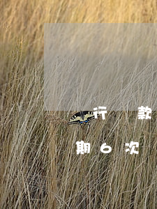 銀行貸款一次沒有逾期(征信累計(jì)逾期6次銀行不給貸款)
