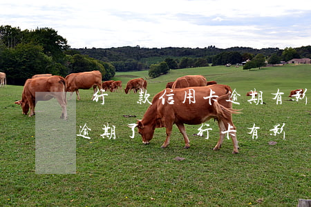 銀行貸款信用卡逾期有影響嗎(辦信用卡如果逾期了對銀行卡有影響嗎)