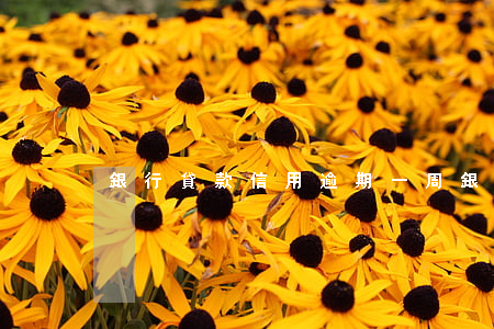 銀行貸款信用逾期一周(銀行貸款逾期一兩天)