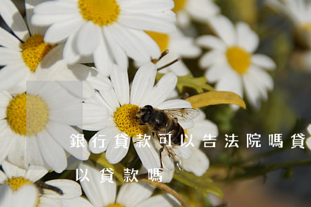銀行貸款可以告法院嗎(貸款有法院案件還可以貸款嗎)