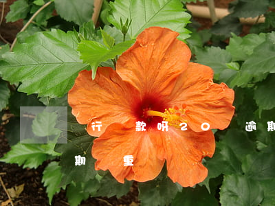 銀行貸款呀20個逾期(銀行貸款逾期一個星期嚴重嗎)