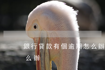 銀行貸款有個逾期怎么辦(銀行房貸款逾期怎么辦)