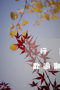銀行貸款有逾期凍結(jié)信用卡嗎 貸款逾期會凍結(jié)信用卡嗎
