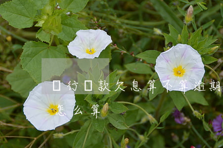 銀行貸款欠息算不算逾期(銀行逾期貸款利息怎么算)