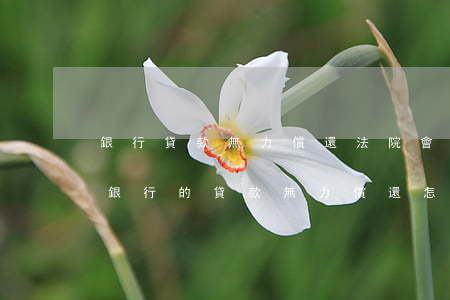 銀行貸款無力償還法院會怎么處理(如果欠了銀行的貸款無力償還怎么辦?)